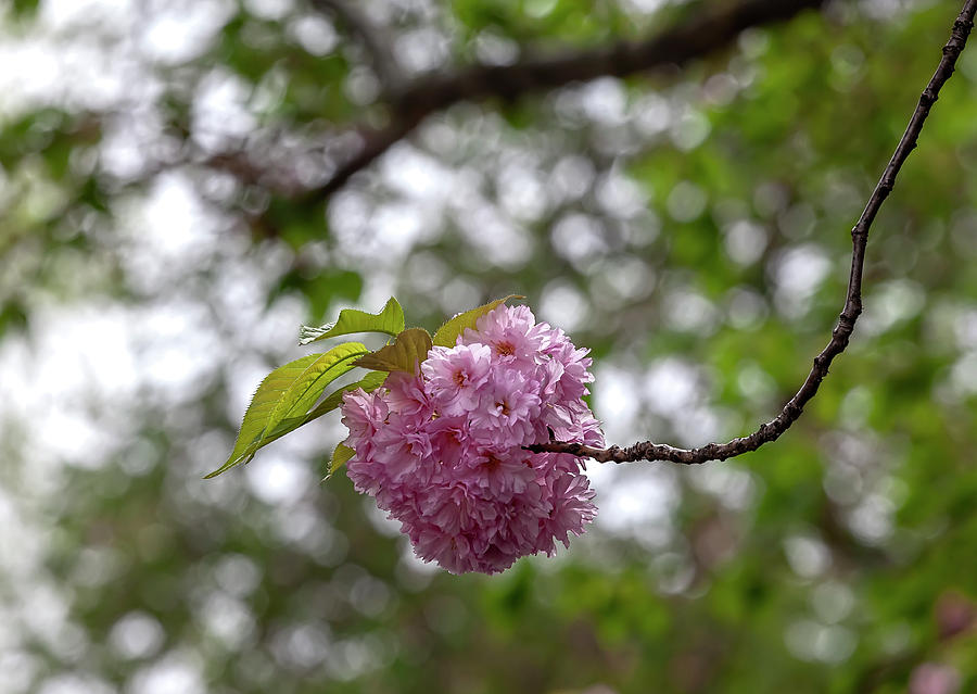 Cherry Blossoms #281 Photograph by Robert Ullmann