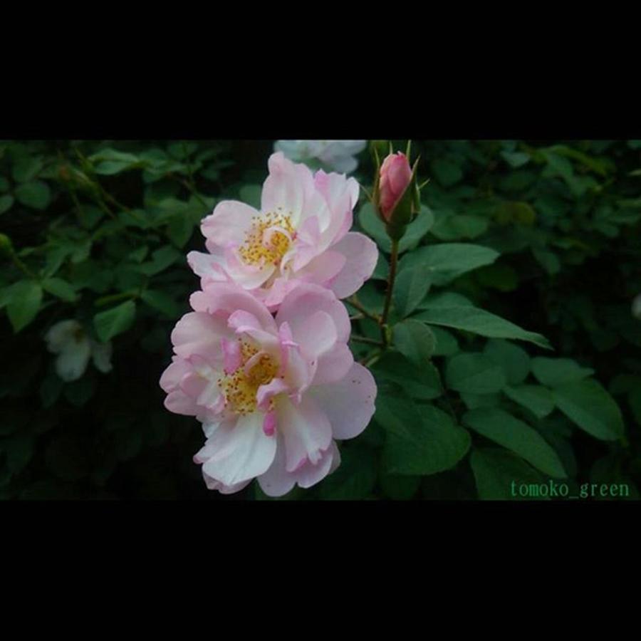 Flower Photograph - Instagram Photo #281444138664 by Tomoko Takigawa