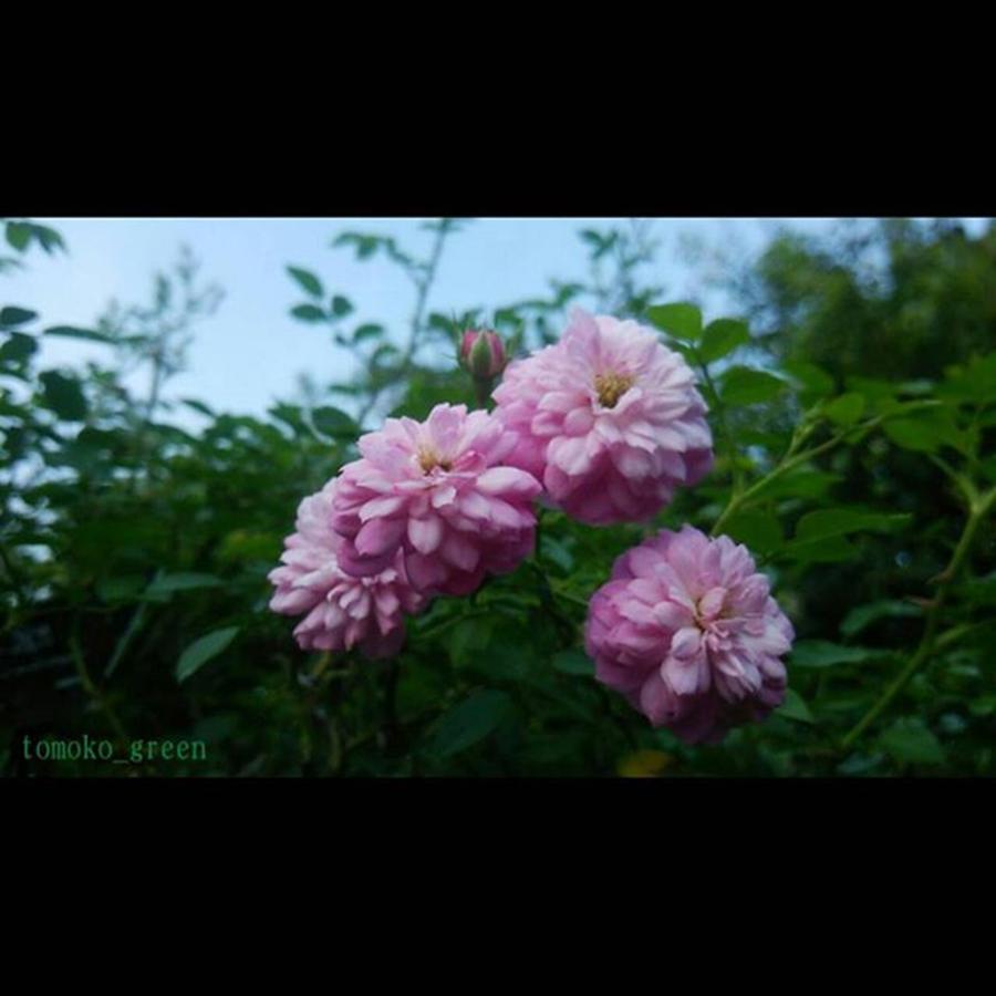 Flower Photograph - Instagram Photo #281444575235 by Tomoko Takigawa