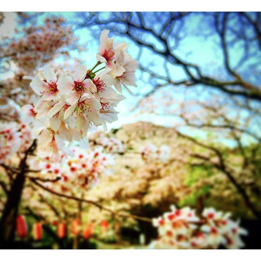 Sakura Photograph - Instagram Photo #281464840469 by Aska Saiki