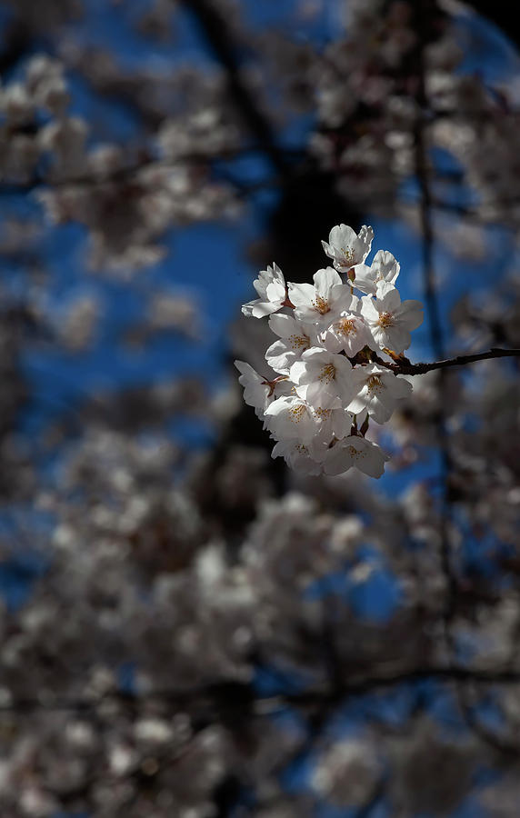 Cherry Blossoms #282 Photograph by Robert Ullmann