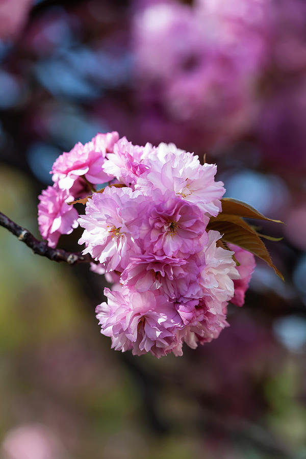 Cherry Blossoms #283 Photograph by Robert Ullmann