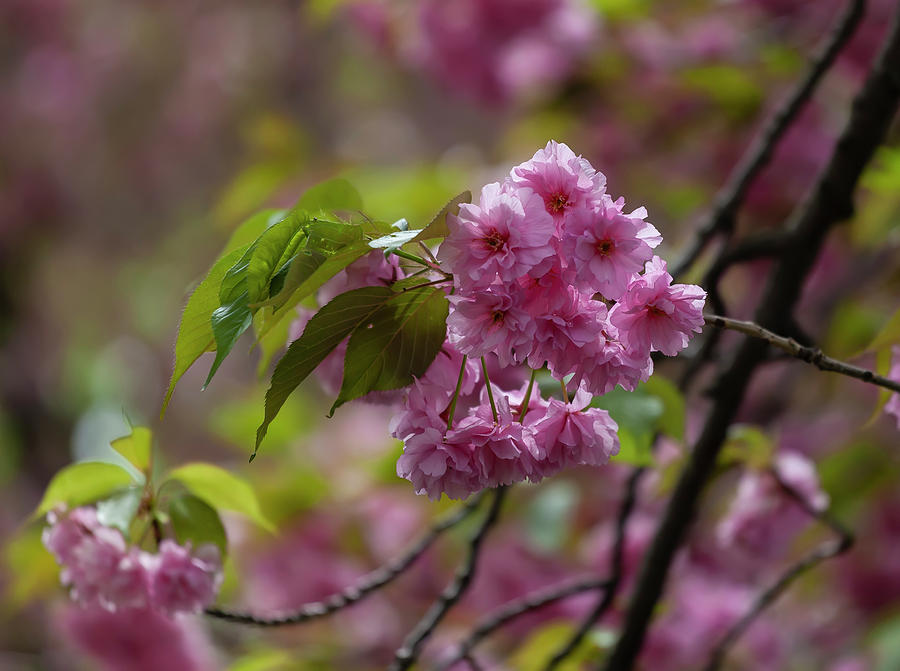 Cherry Blossoms #284 Photograph by Robert Ullmann