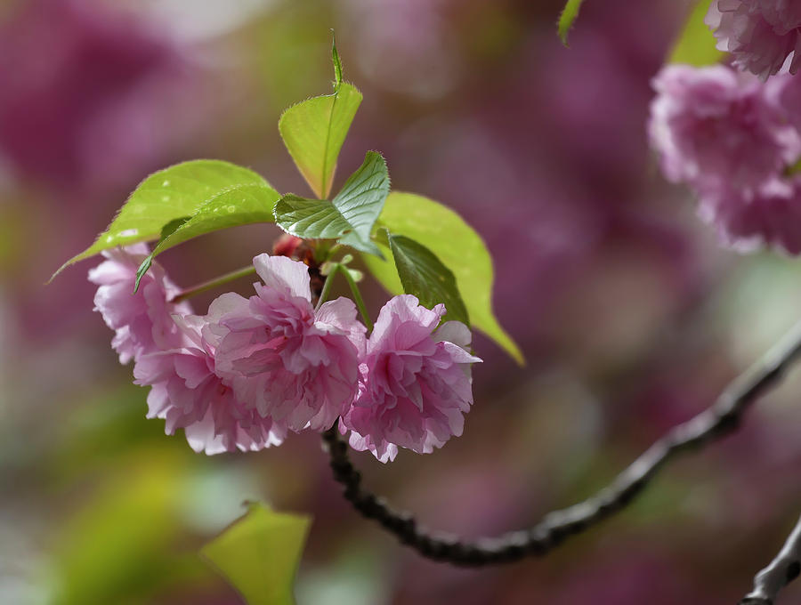 Cherry Blossoms #285 Photograph by Robert Ullmann
