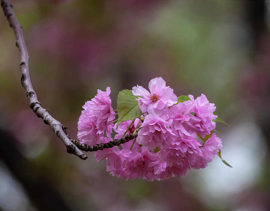 Cherry Blossoms #286 Photograph by Robert Ullmann