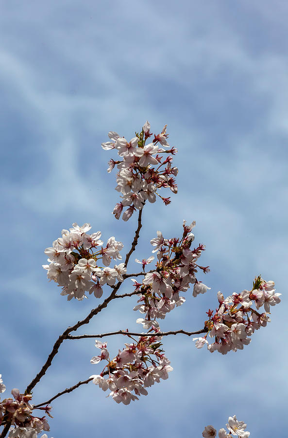 Cherry Blossoms #287 Photograph by Robert Ullmann