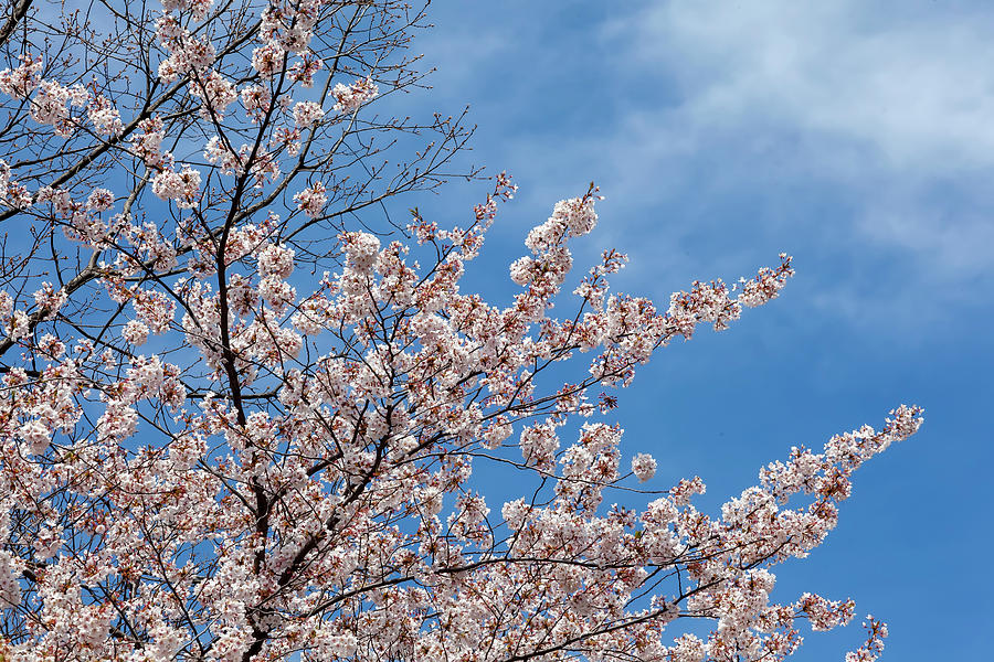 Cherry Blossoms #288 Photograph by Robert Ullmann