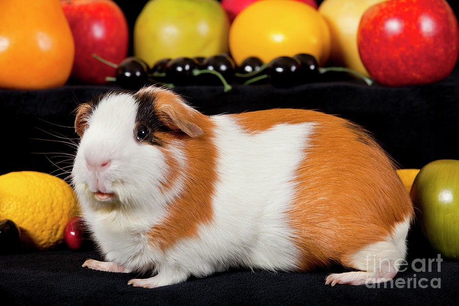 American Guinea Pigs - Cavia porcellus #29 Photograph by Anthony Totah