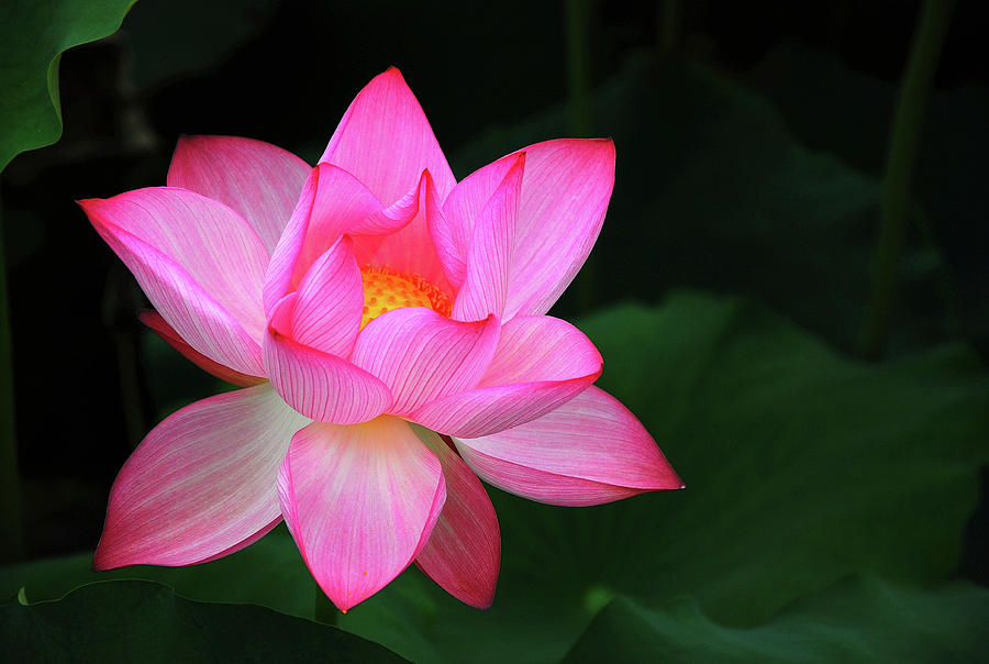 Blossoming lotus flower closeup #29 Photograph by Carl Ning