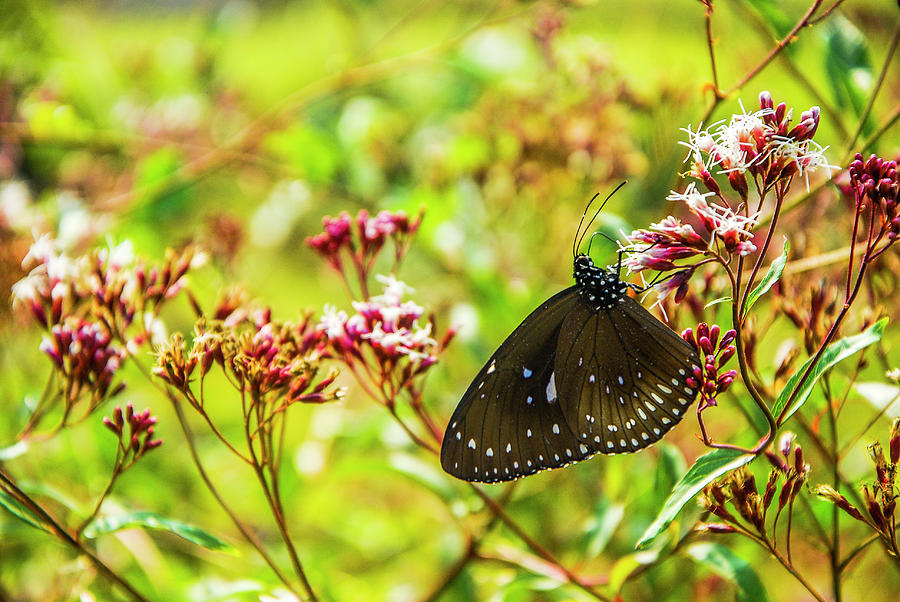 Butterfly and flower closeup #29 Photograph by Carl Ning