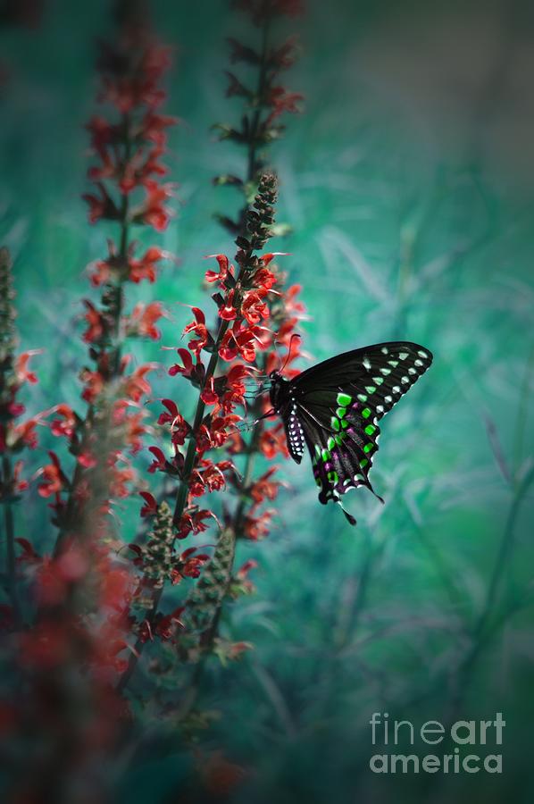 Butterfly  #15 Photograph by Gerald Kloss
