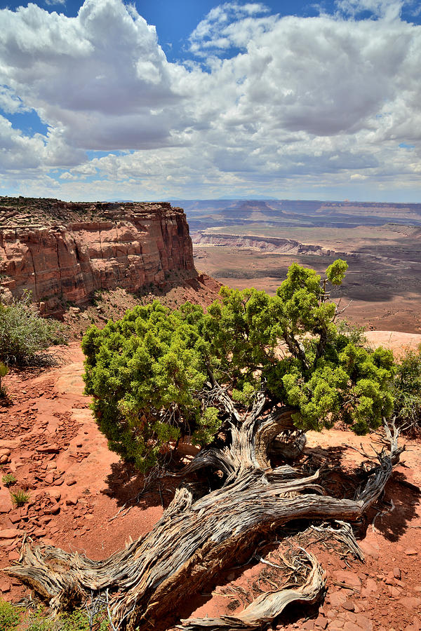 Canyonlands #25 Photograph by Ray Mathis