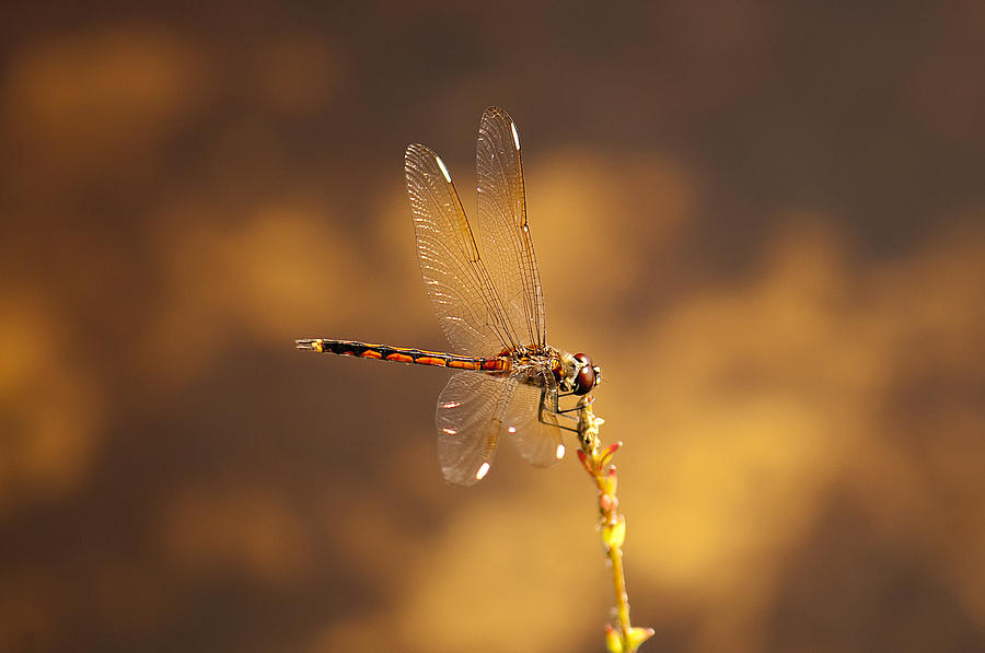 Dragonfly #29 Photograph by Gouzel -