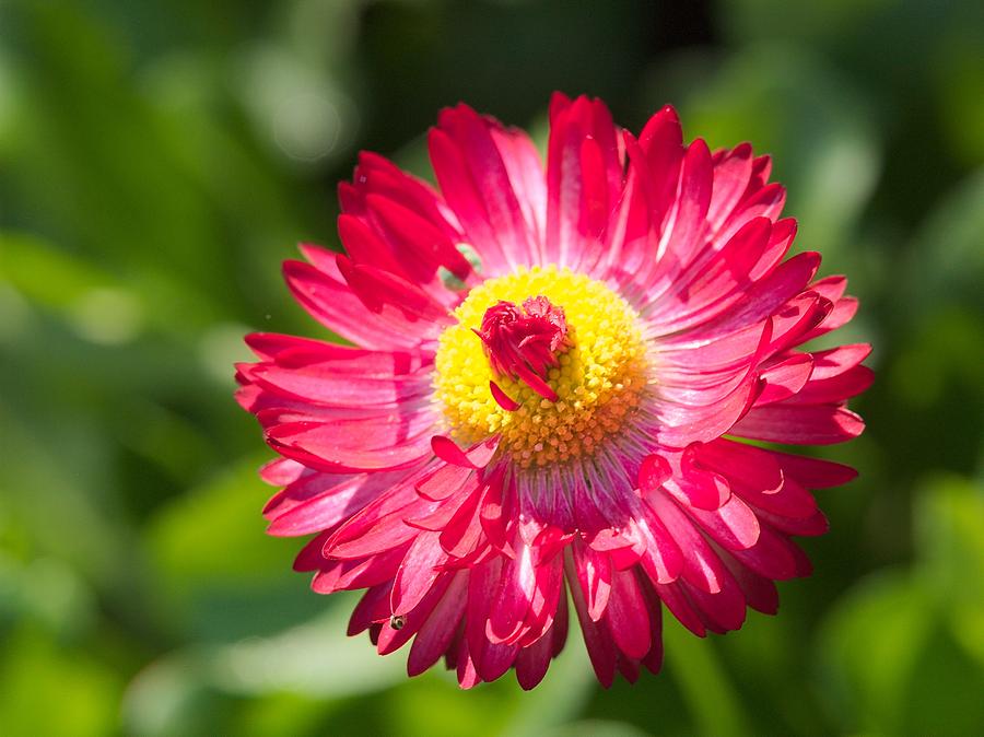 Flower Photograph by Martin Daly - Fine Art America