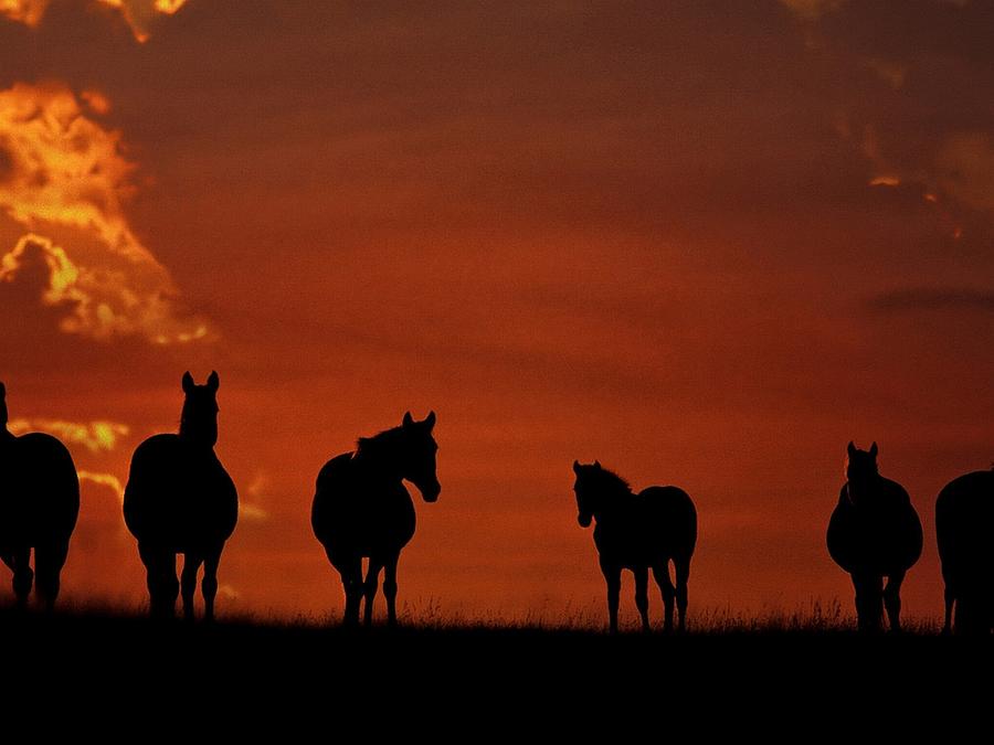 Sunset Digital Art - Horse #29 by Super Lovely