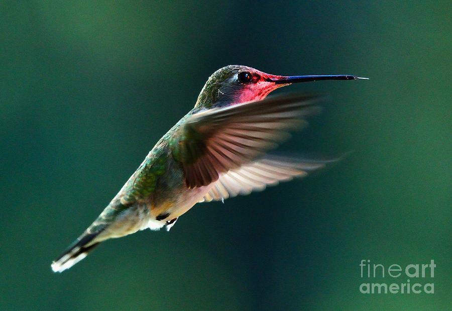 Hummingbird #29 Photograph by Marc Bittan