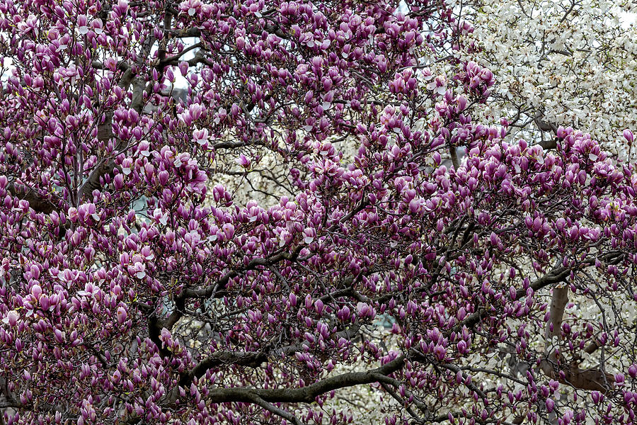 Magnolia Trees #29 Photograph by Robert Ullmann
