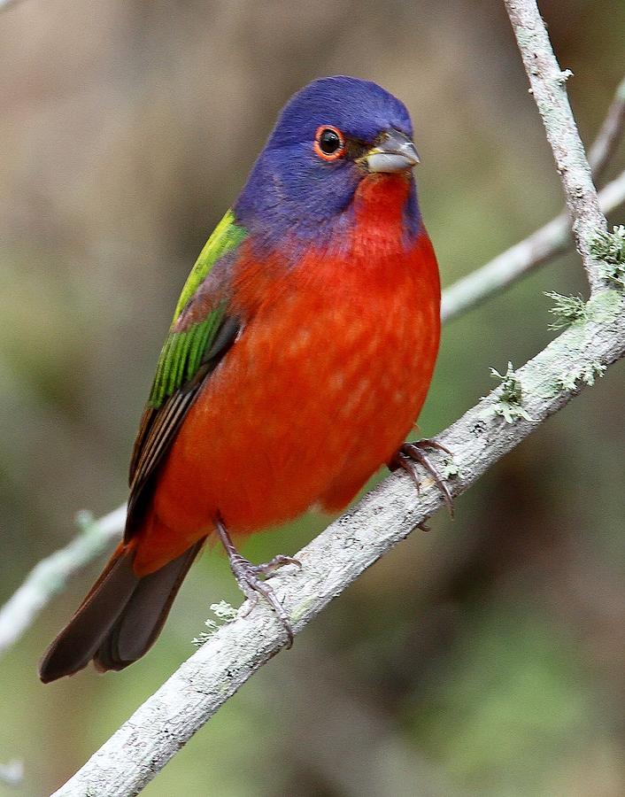 Painted Bunting by Ira Runyan Painted Bunting by Ira Runyan