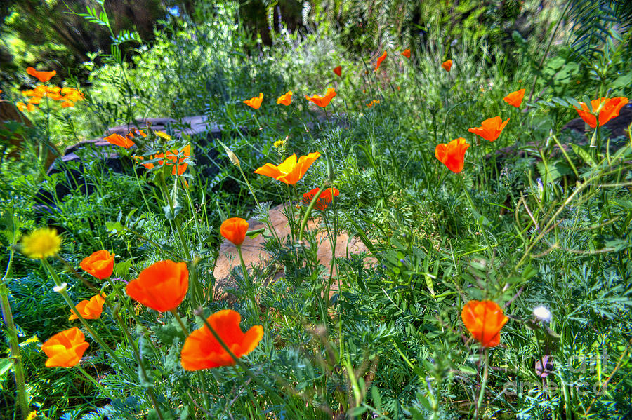 Poppies #29 Photograph by Marc Bittan