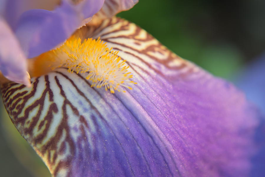 Purple Iris #29 Photograph by Curtis Krusie