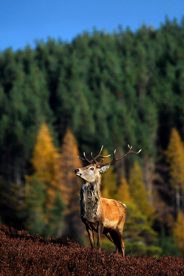 Red Deer Stag #29 Photograph by Gavin MacRae