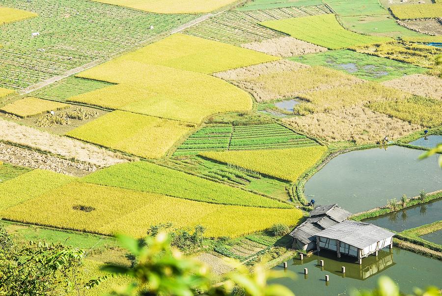 Rice fields scenery in autumn #29 Photograph by Carl Ning
