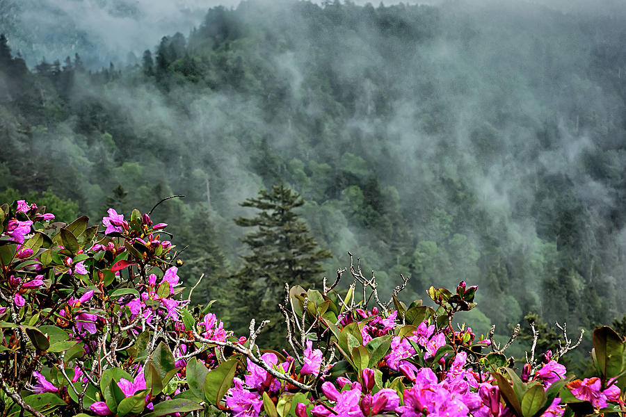 Scenes Along Appalachian Trail In Great Smoky Mountains #29 Photograph by Alex Grichenko