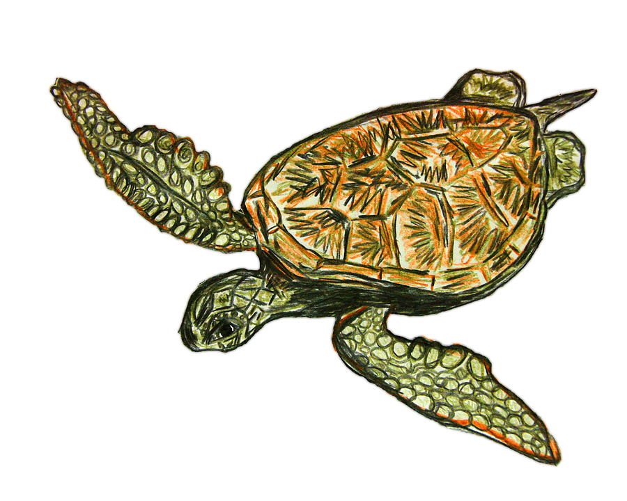 Wildlife Drawing - Sea Turtle #15 by W Gilroy