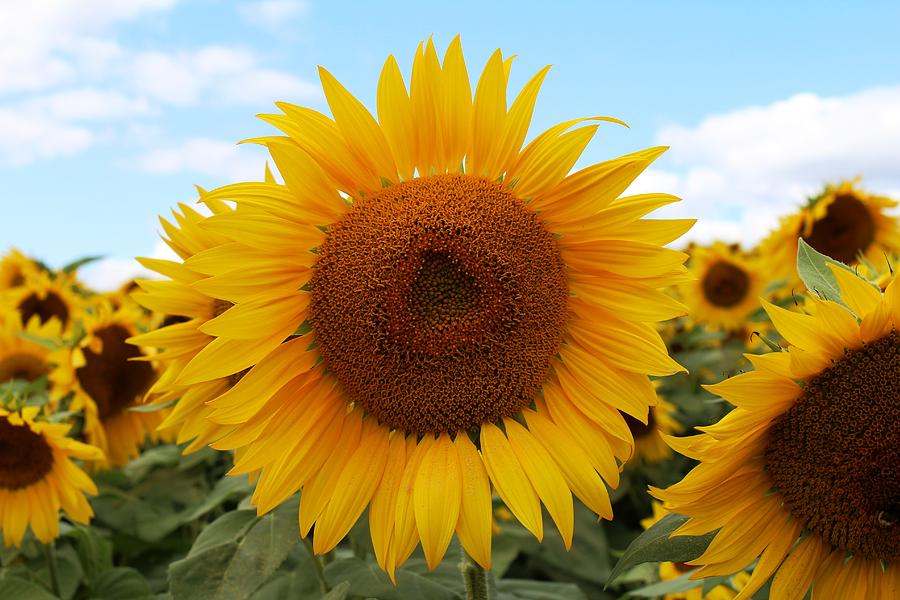 Sunflower #29 Photograph by Donn Ingemie