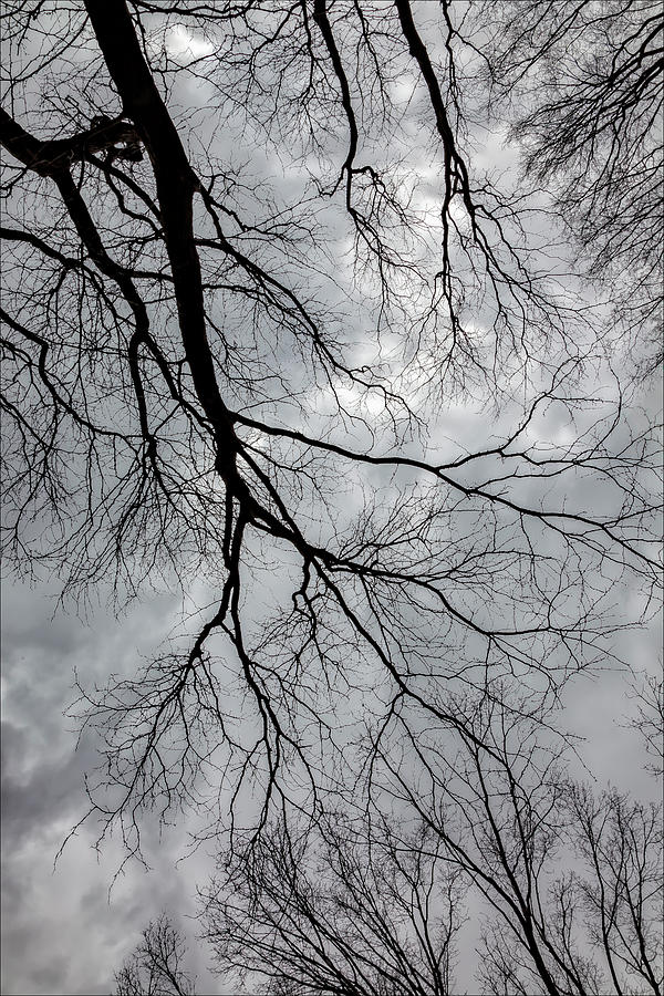 Trees Sky and Clouds #29 Photograph by Robert Ullmann