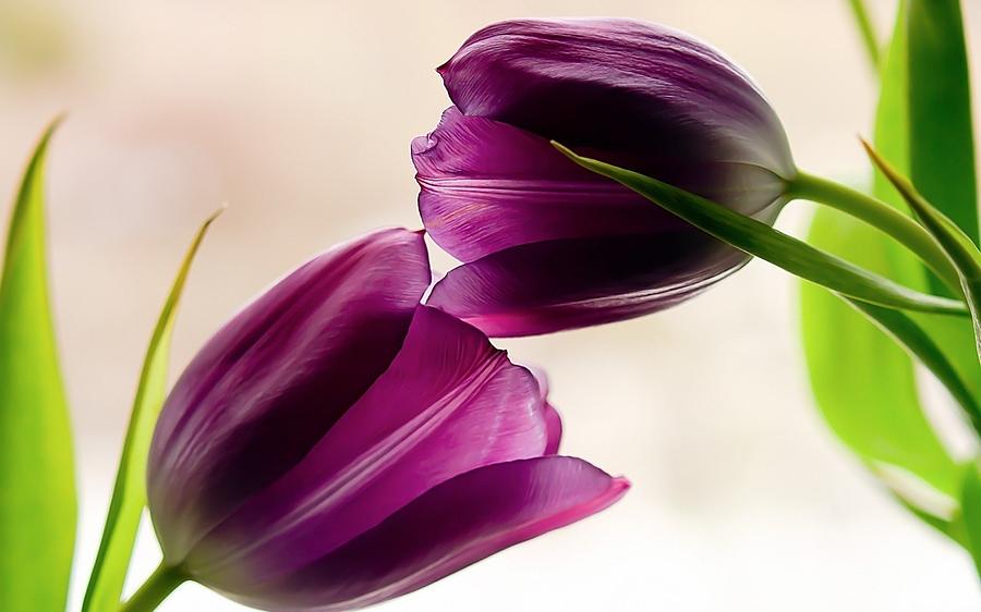 Spring Photograph - Tulip #29 by Super Lovely