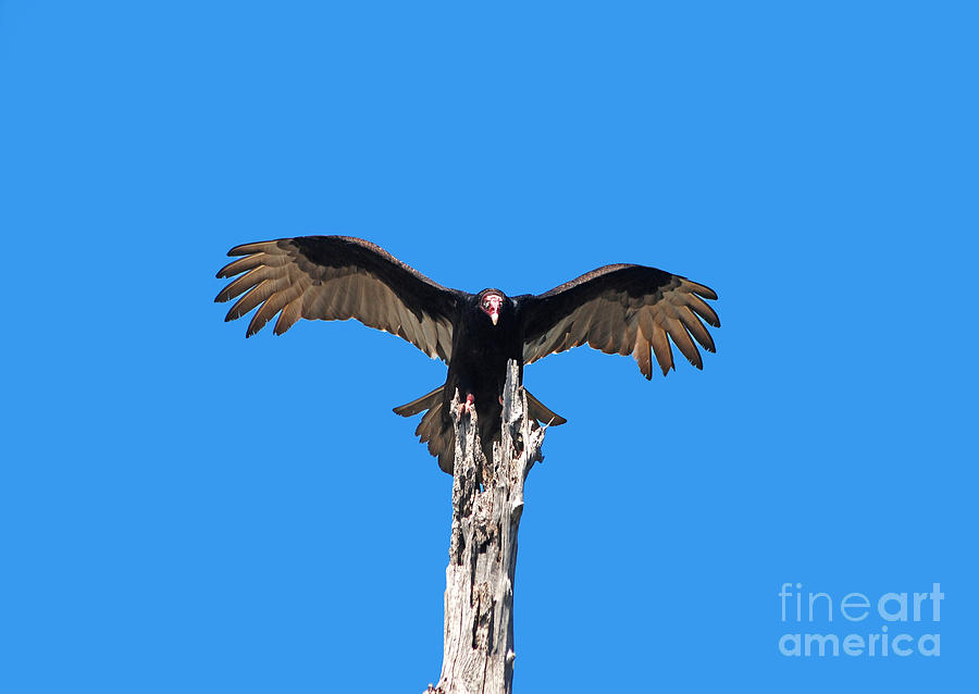 29- Turkey Vulture Photograph by Joseph Keane