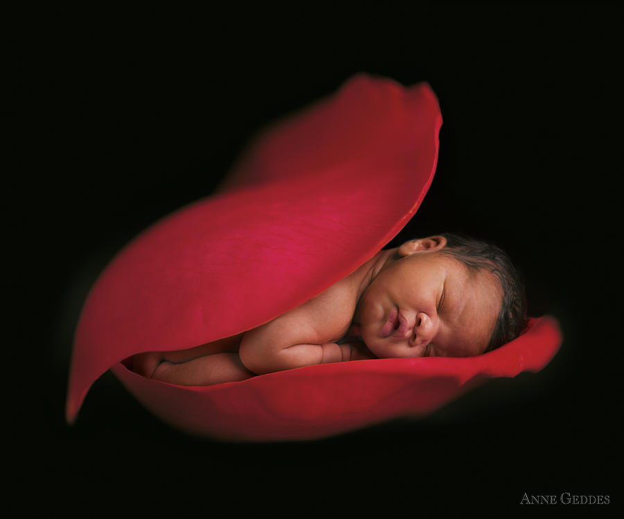 Darion in a Rose Petal Photograph by Anne Geddes