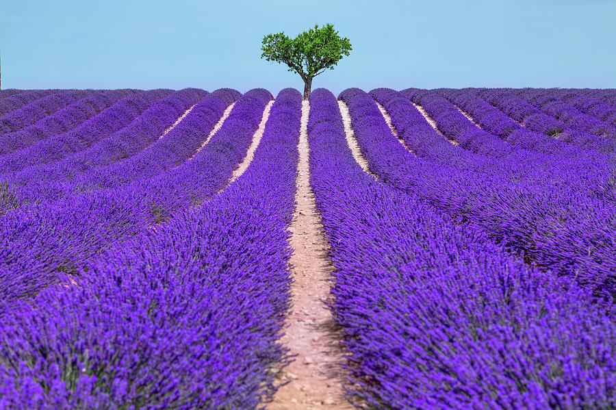 Valensole - Provence, France #29 Photograph by Joana Kruse