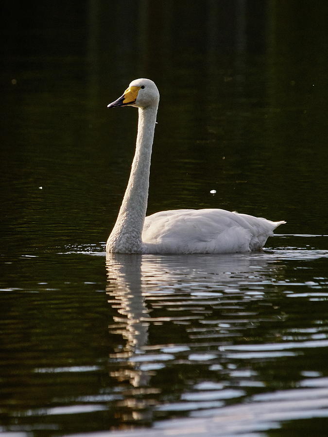Whooper swan #26 Photograph by Jouko Lehto