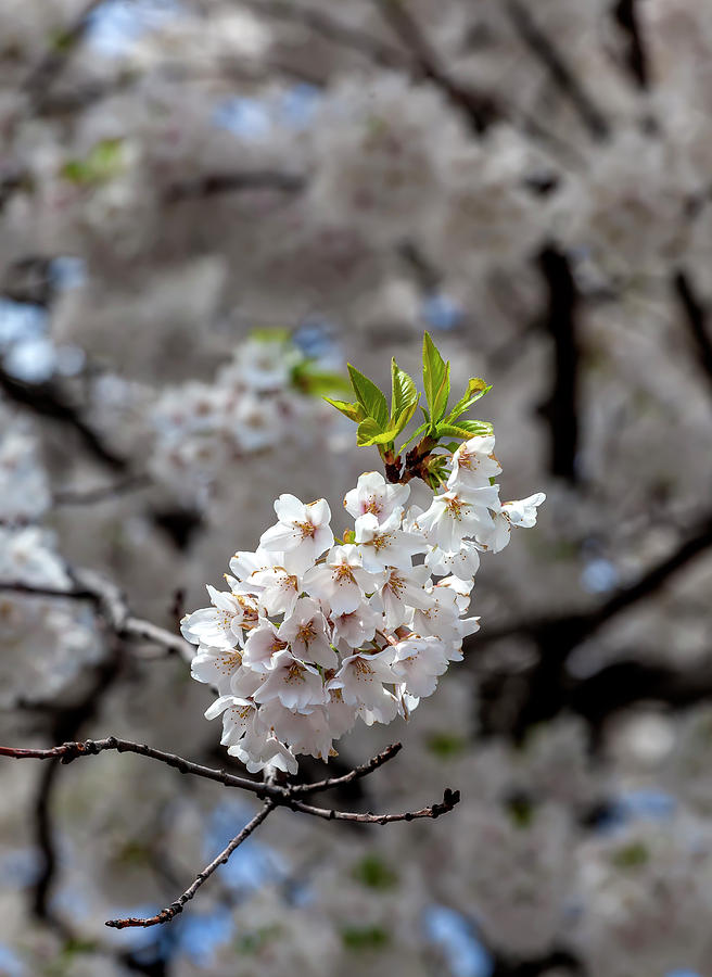 Cherry Blossoms #290 Photograph by Robert Ullmann
