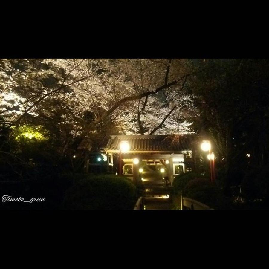 Flower Photograph - Instagram Photo #291459946521 by Tomoko Takigawa