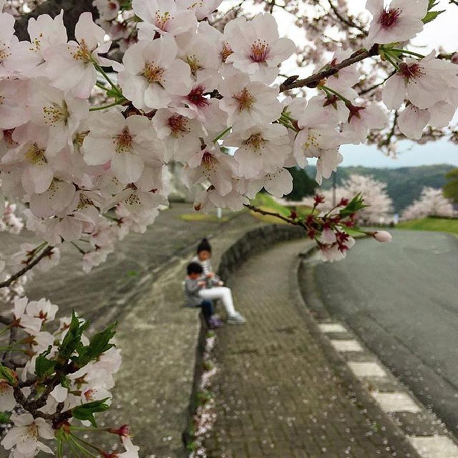 Cherryblossom Photograph - Instagram Photo #291493688422 by Nobuo Hisatomi