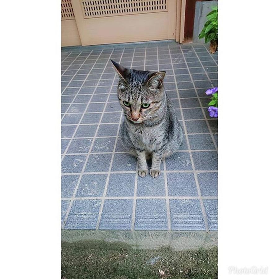 Cat Photograph - Instagram Photo #291581625832 by Norikazu Tanaka
