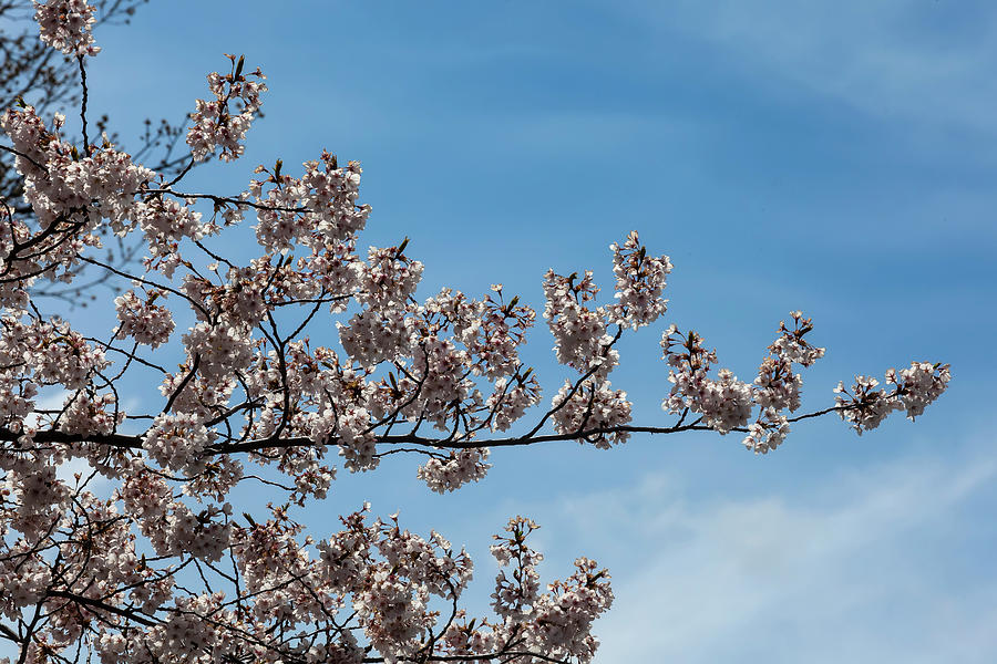 Cherry Blossoms #292 Photograph by Robert Ullmann