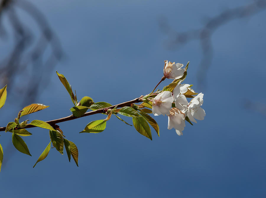 Cherry Blossoms #293 Photograph by Robert Ullmann
