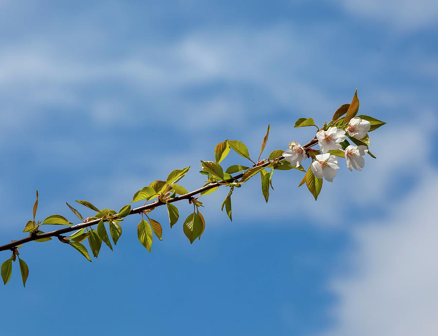 Cherry Blossoms #294 Photograph by Robert Ullmann