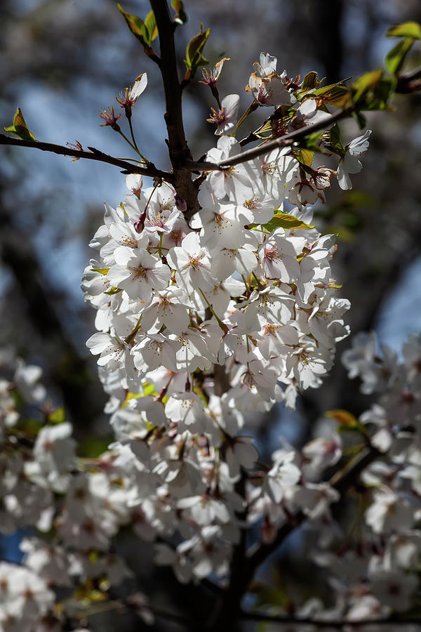 Cherry Blossoms #295 Photograph by Robert Ullmann