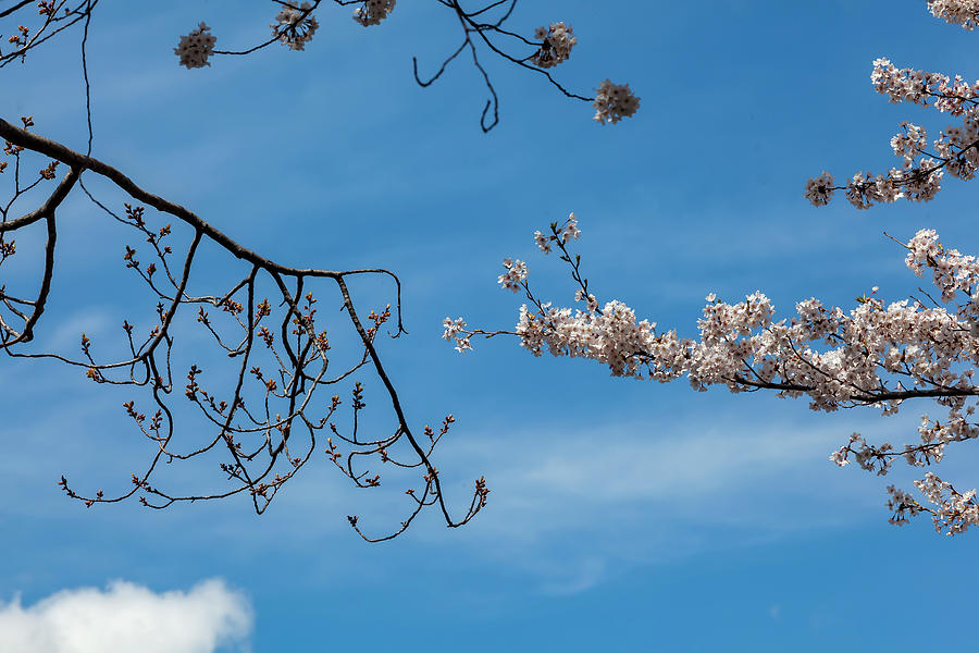 Cherry Blossoms #297 Photograph by Robert Ullmann