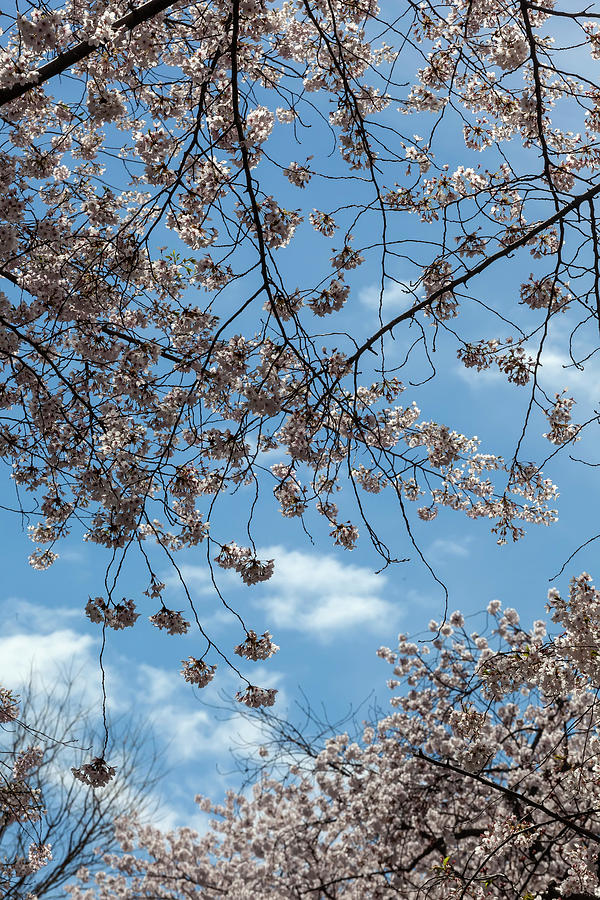 Cherry Blossoms #298 Photograph by Robert Ullmann