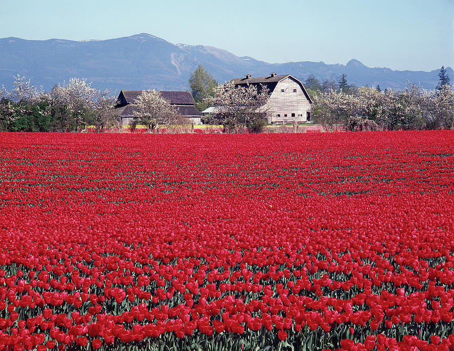 2A4336 Tulip Farm in Washington Photograph by Ed Cooper Photography