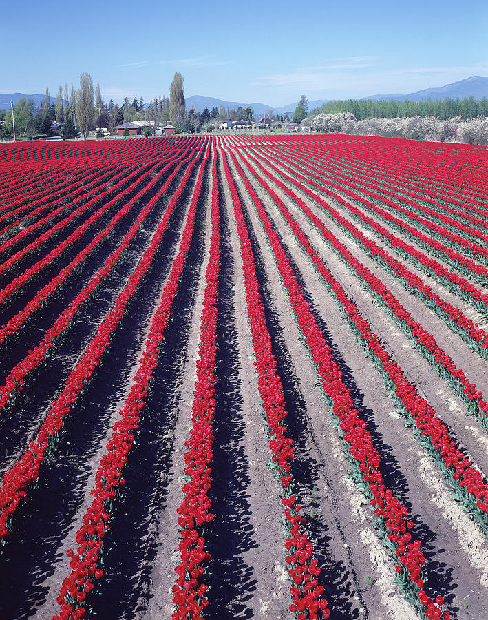 2A4339 Tulip Rows in Washington Photograph by Ed Cooper Photography