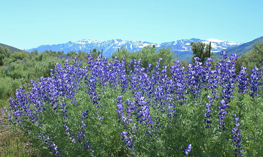 2A5919 Lupine and Steens Mountain Photograph by Ed Cooper Photography