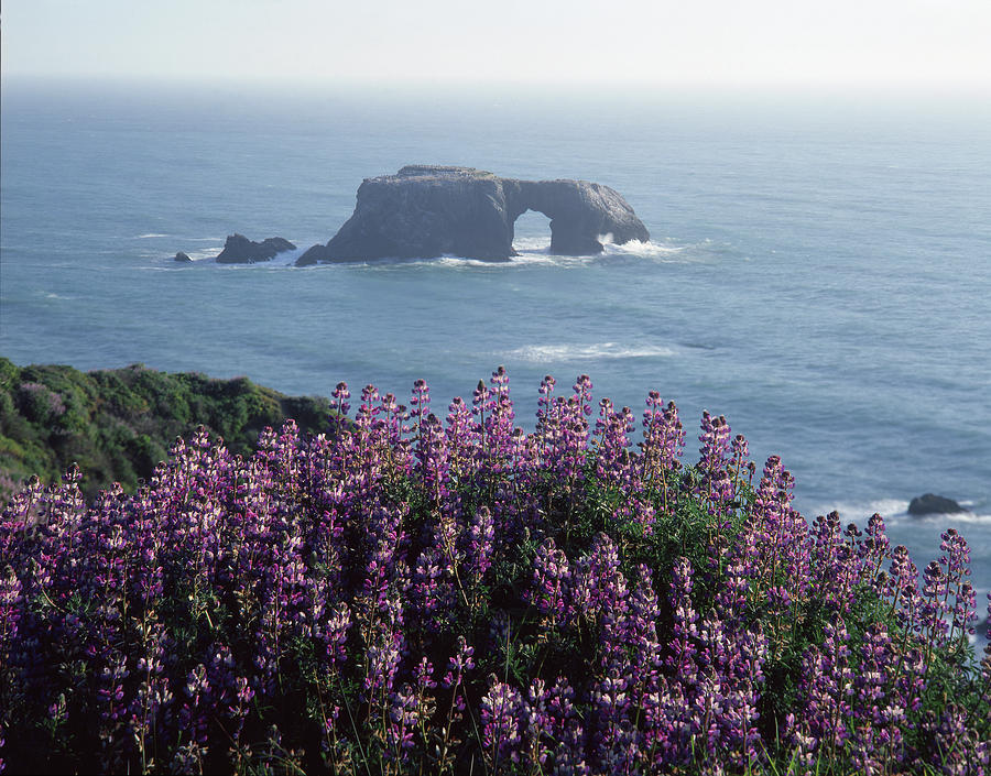 2A6101 Arched Rock and Blue Pod Lupine CA Photograph by Ed Cooper Photography