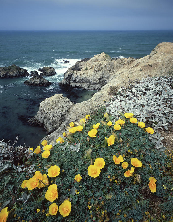 2A6107 Poppies on the California Coast Photograph by Ed Cooper Photography